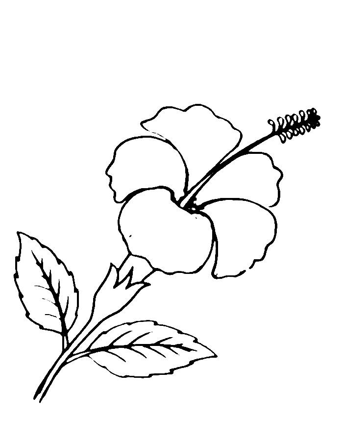 Hibiscus Coloring Pages (Free Printable PDF)
