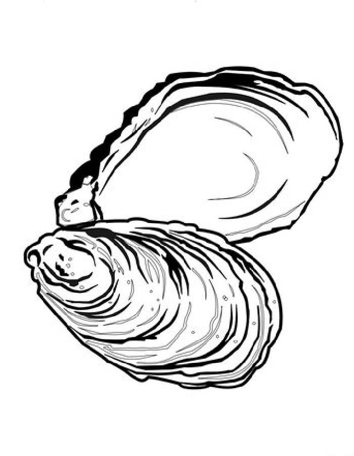 Sea oyster coloring page