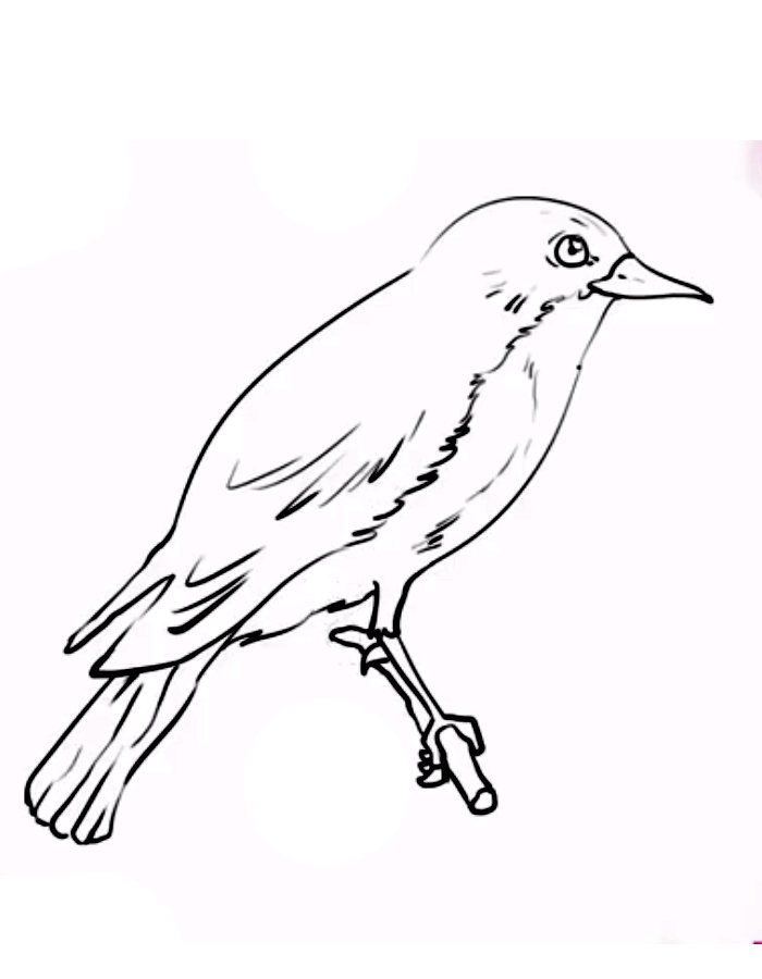 Bluebird Coloring Pages (Free Printable PDF)