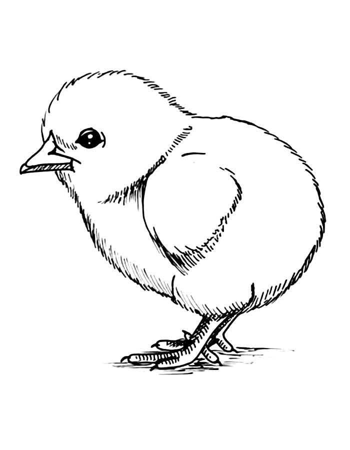 Chick Coloring Pages (Free Printable PDF)