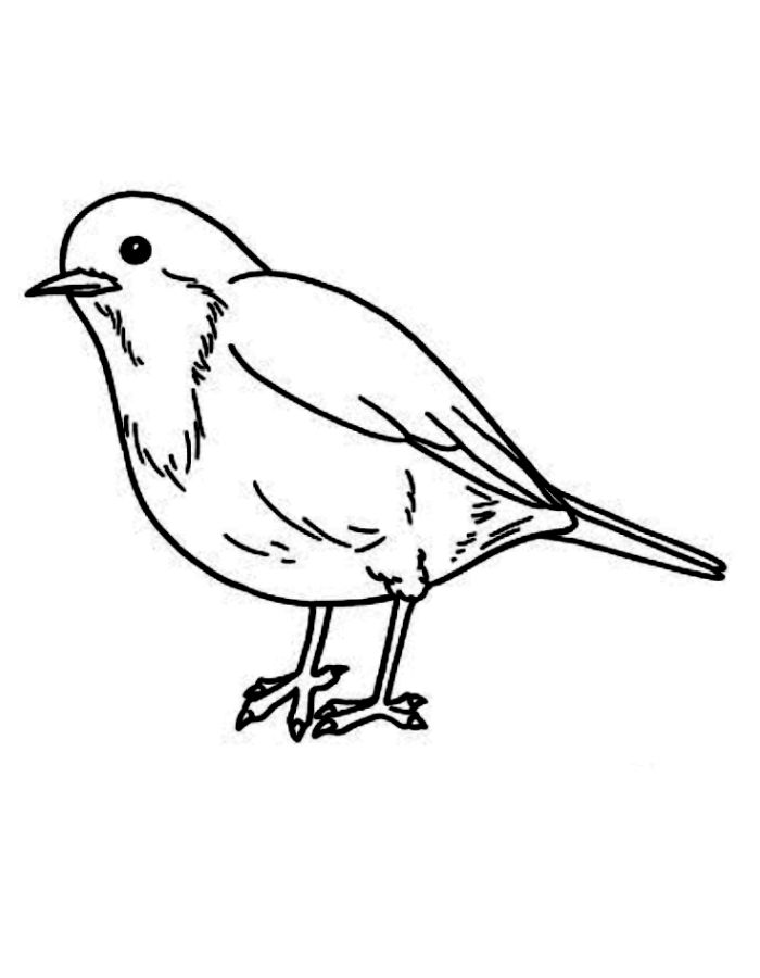 Robin Sheet Coloring Page