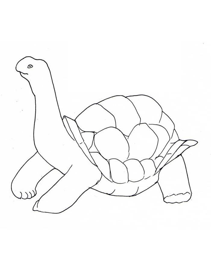 Tortoise Coloring Pages (Free Printable PDF)