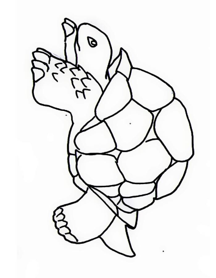 Tortoise Coloring Pages (Free Printable PDF)