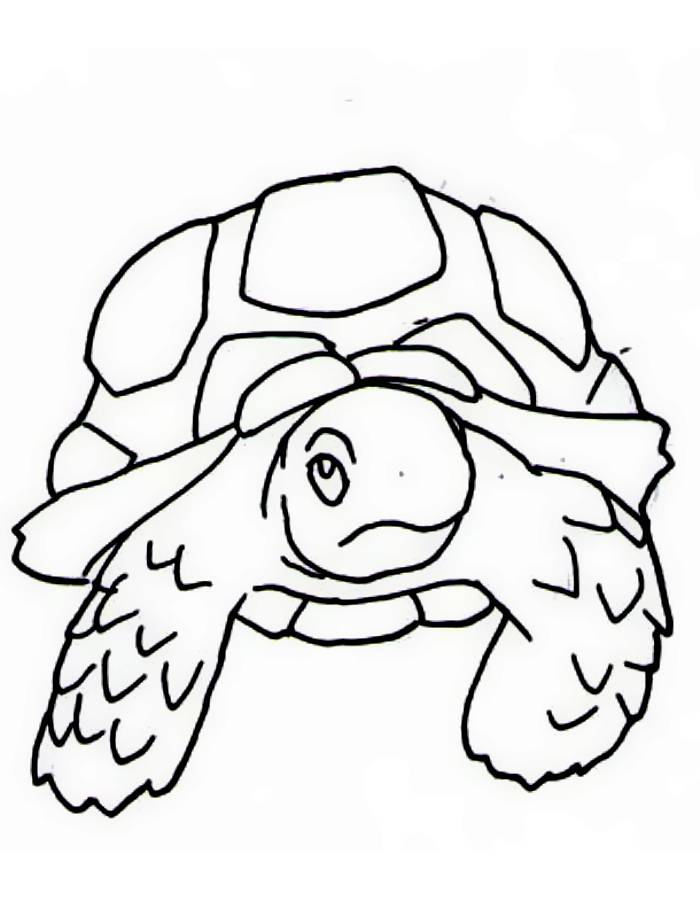 Tortoise Coloring Pages (Free Printable PDF)