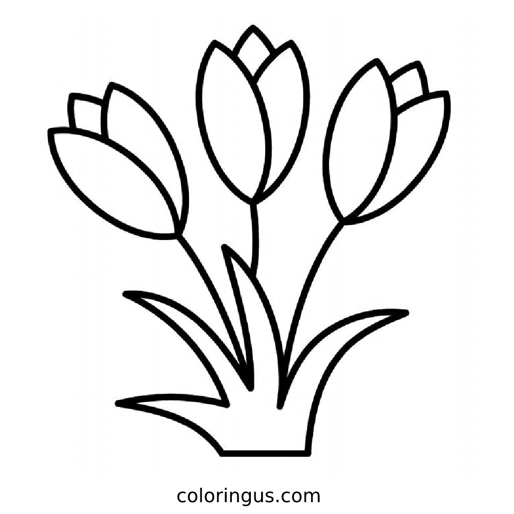 Tulip Coloring Pages (Free Printable PDF)