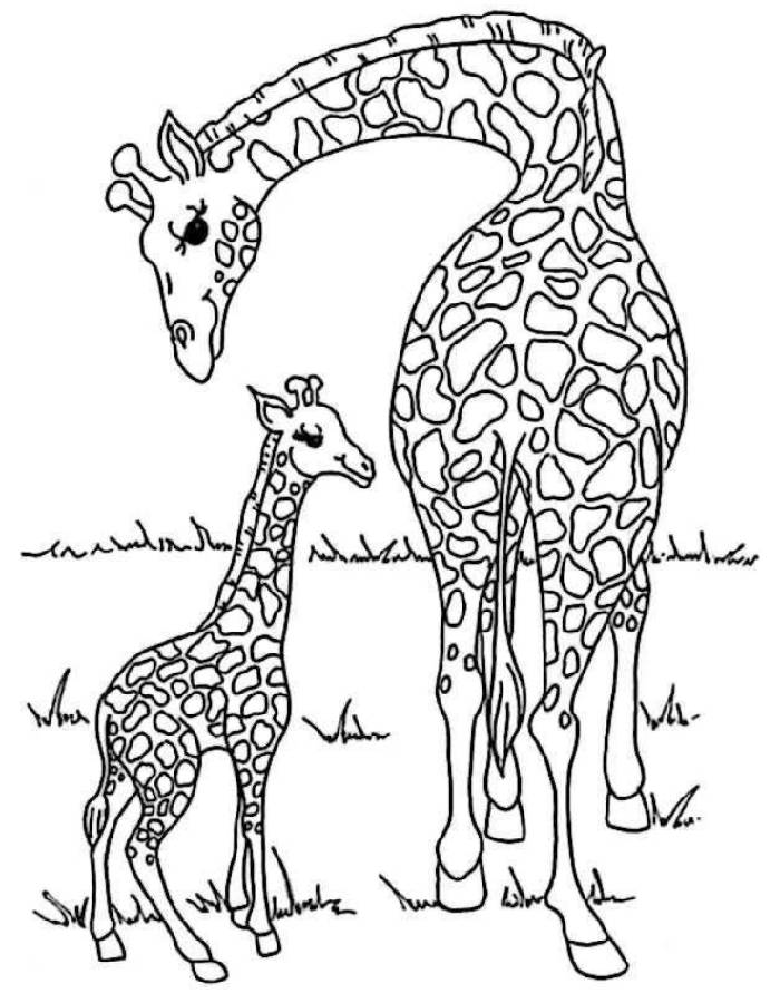 Zoo Animals Coloring Pages Free Printable Sheets