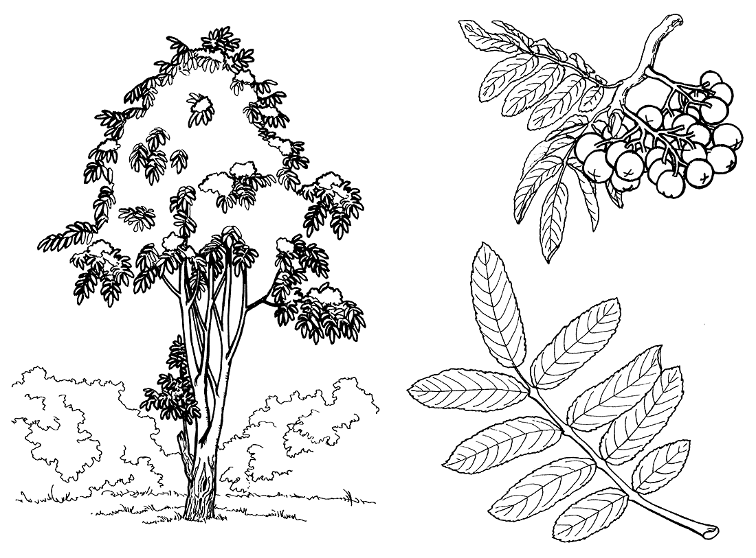 Coloring page Rowan tree