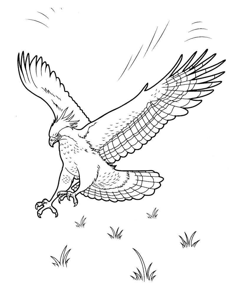 Coloring page Eagle