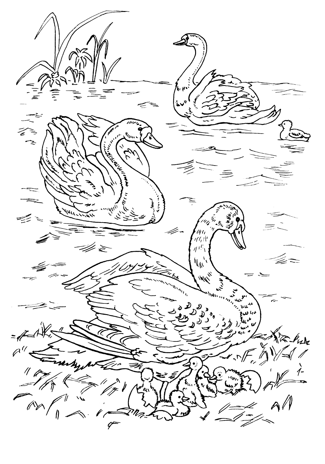 Coloring page Swans on the lake Coloring page Swans on the lake