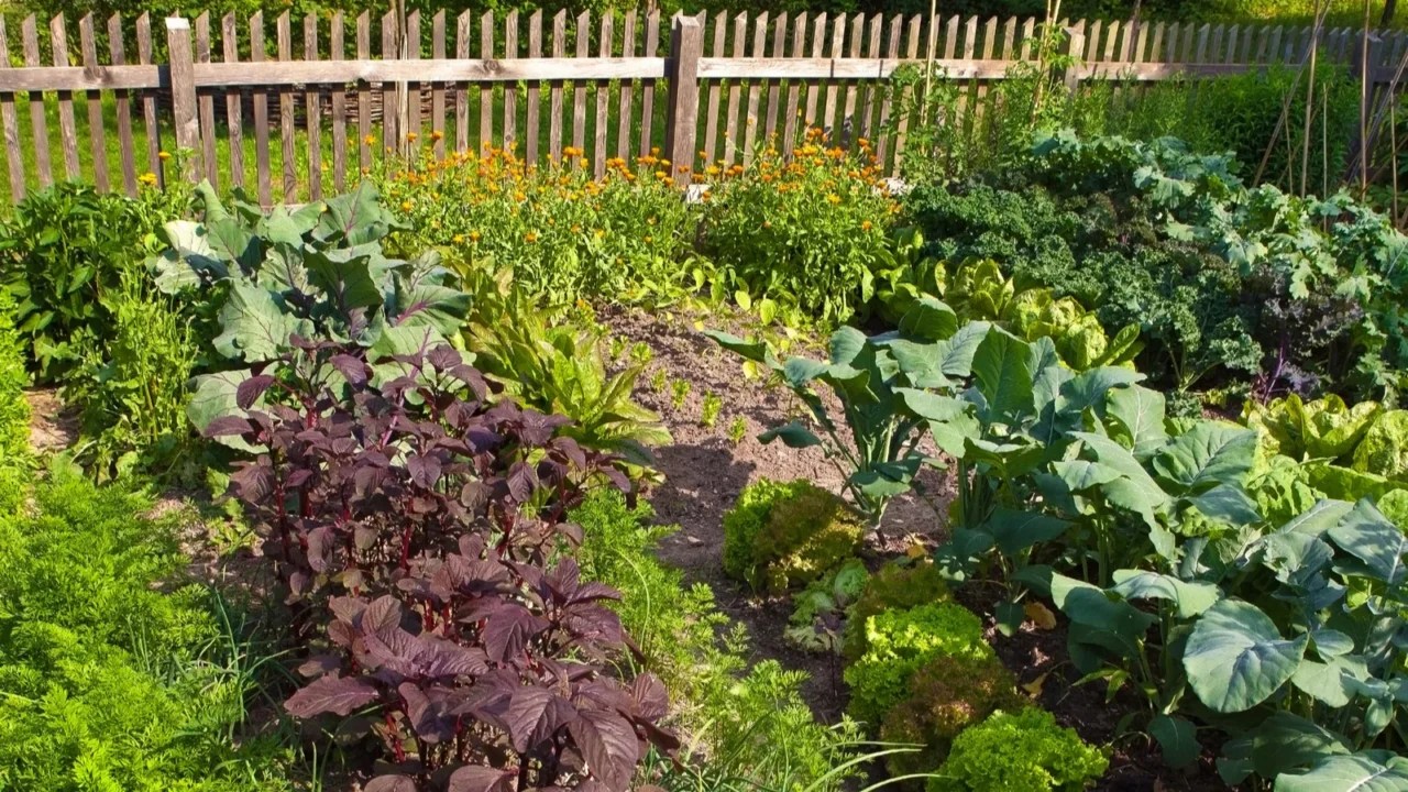 How Wild Landscaping Is Taking Over Suburbia Colormelon