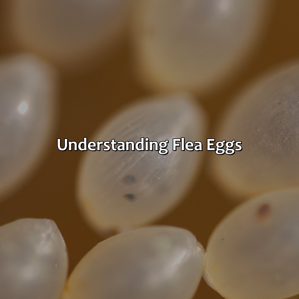 What Color Are Flea Eggs