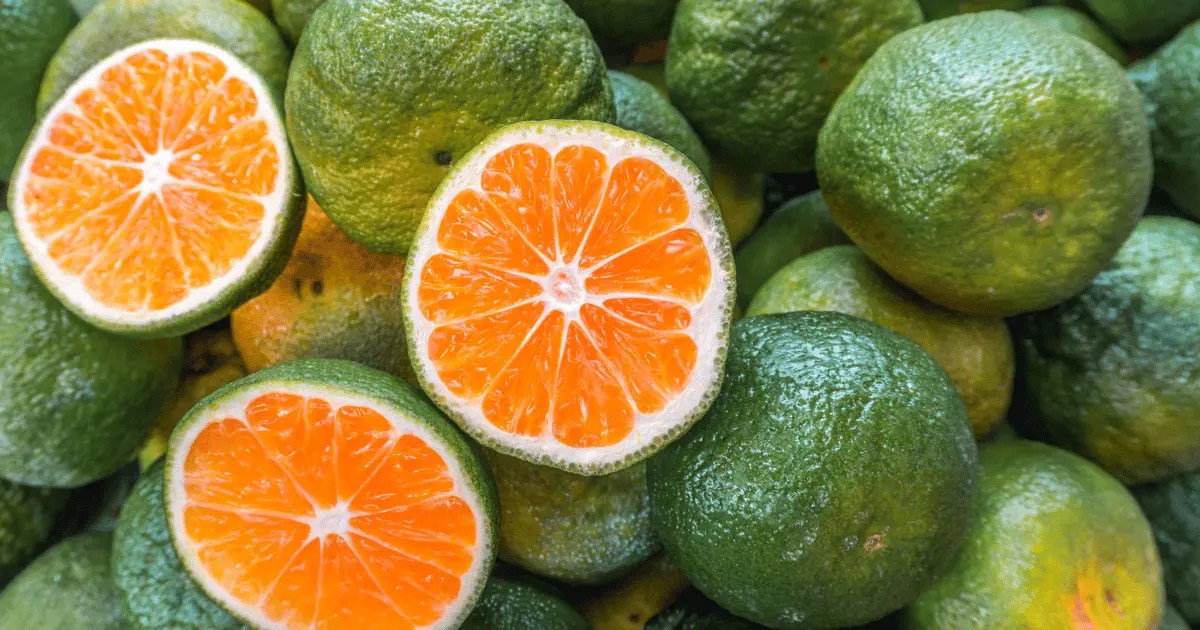 Emerald Green Perfection 20 Best Color Combinations Colors that GO