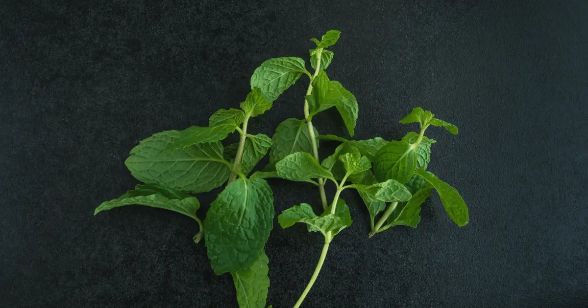 20 Creative Ways to Pair Colors with Mint Green Colors that GO