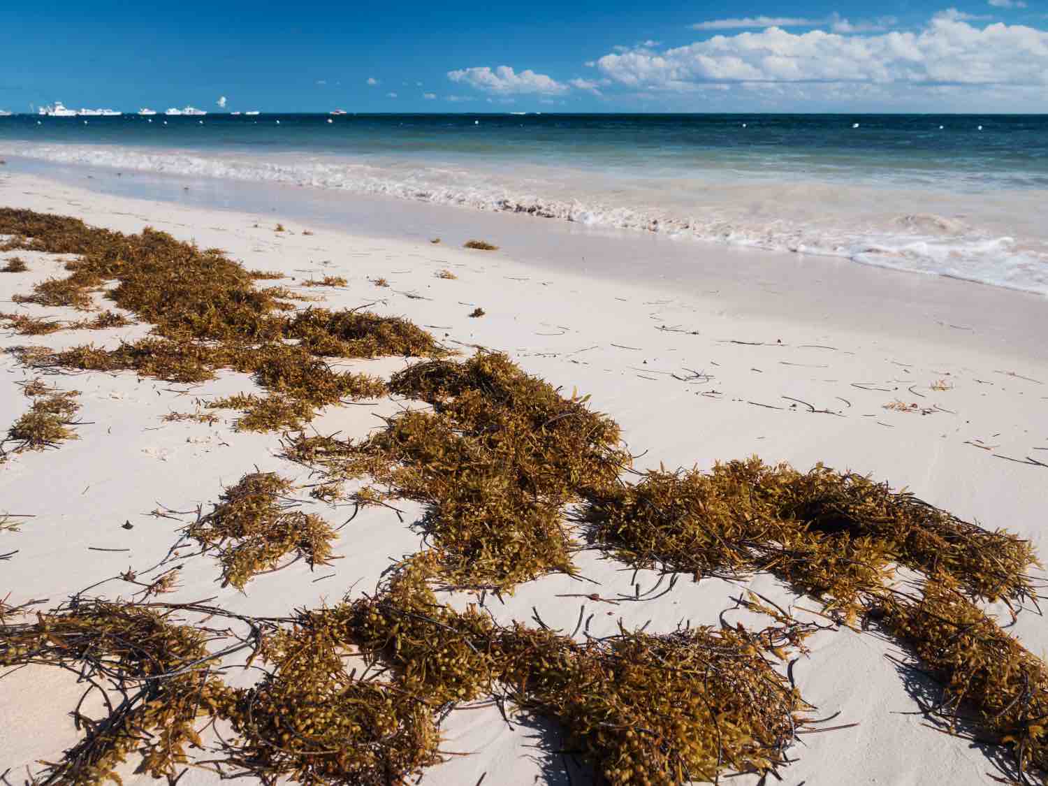 Turismo dice le preocupa el sargazo en las playas, principalmente en la