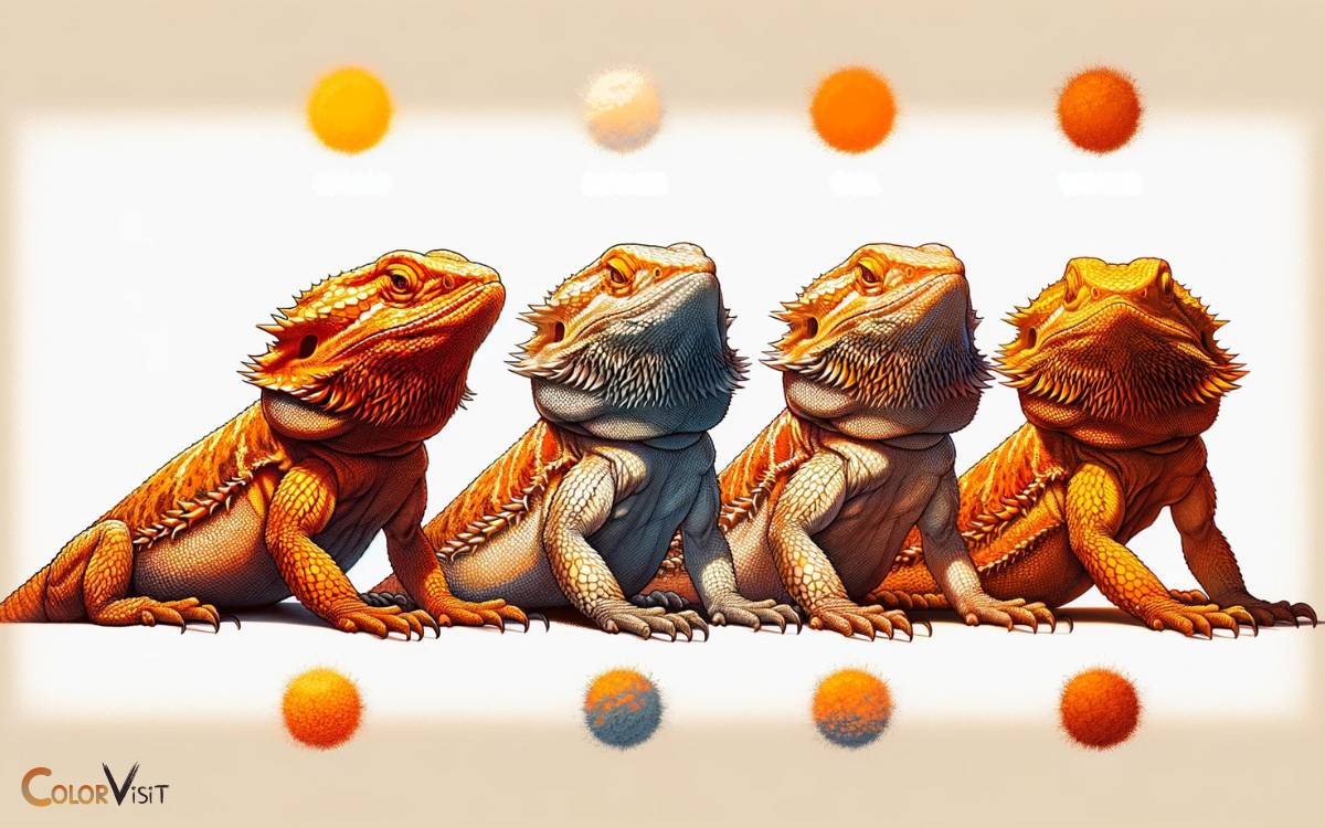 Bearded Dragon Color Change Orange Unlock The Secrets!