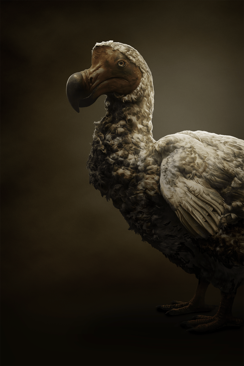 dodo net worth