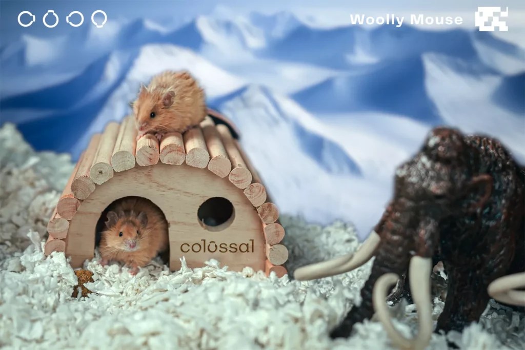 Eek, It’s a Woolly Mouse! The First Step in Reviving a Prehistoric