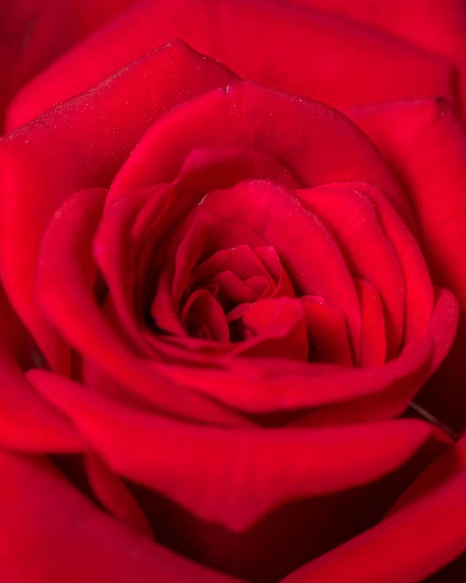 Test Your Floral Knowledge Take Our Exciting Flower Quiz! Colour Sonic