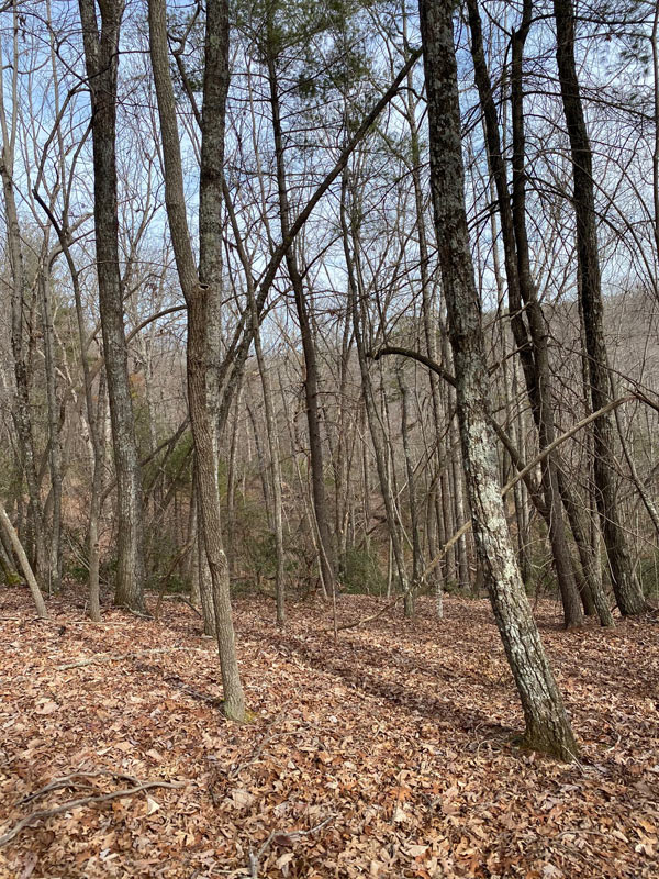 SAWMILL ROAD Ferrum, VA SOLD Col. Tom Wolfe Auctioneer & Real