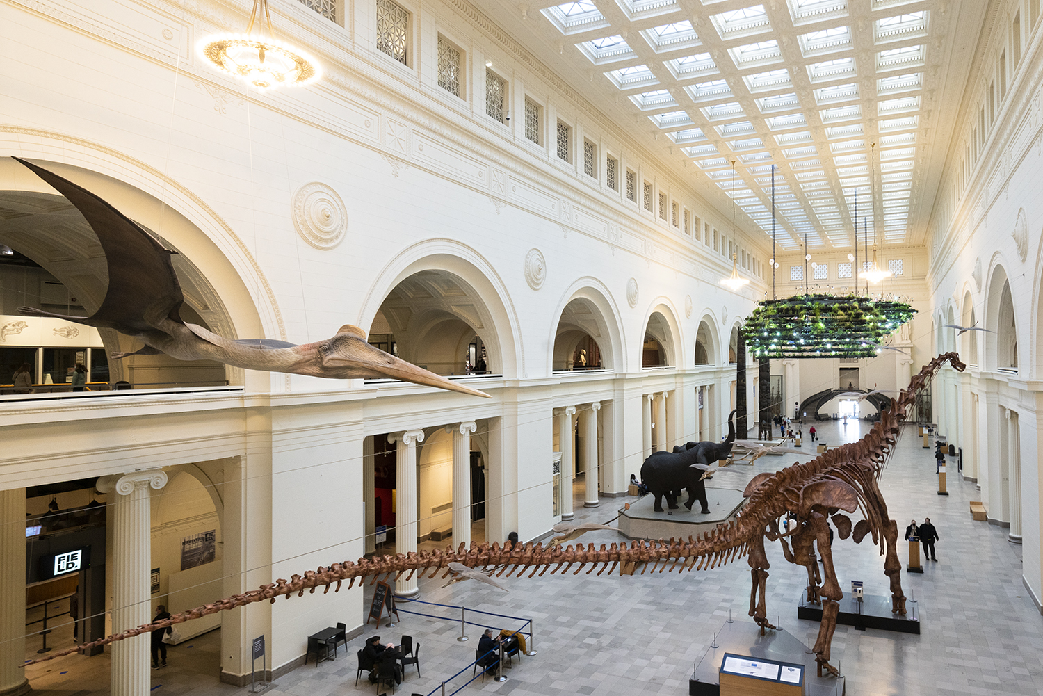 Dinosaurs and birds and bones, oh my The Field Museum reopens The