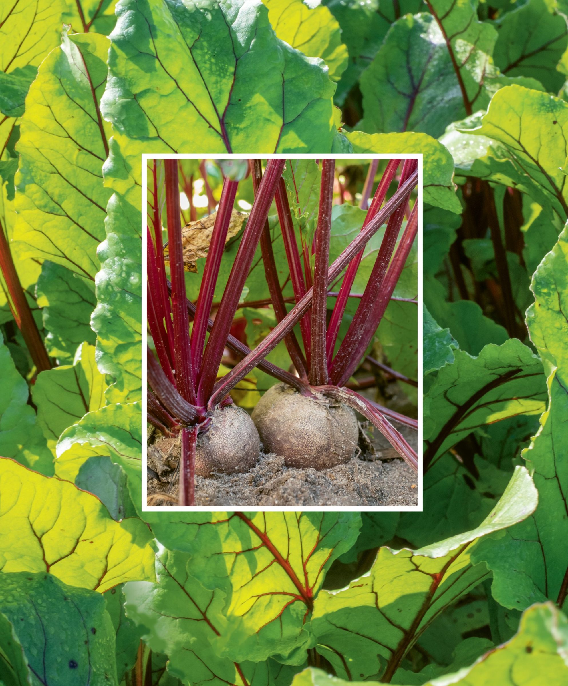 The Beet Must Go On Columbia Metropolitan Magazine