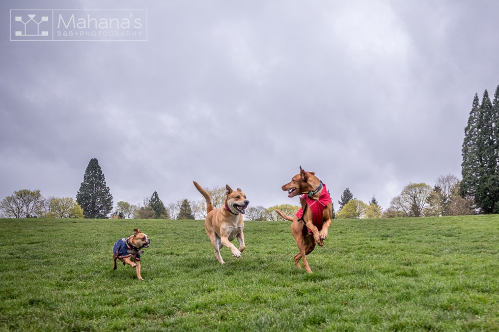 Ozzy's Top 5 East Portland Dog Parks