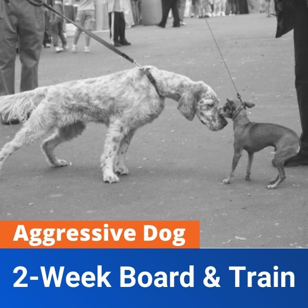 2 Week Board & Train (Aggressive Dog) Columbia SC Dog Trainers