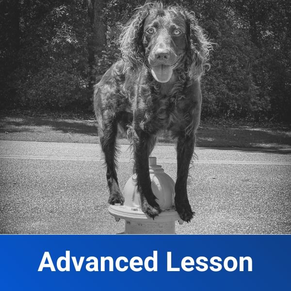 Advanced Lesson Columbia SC Dog Trainers