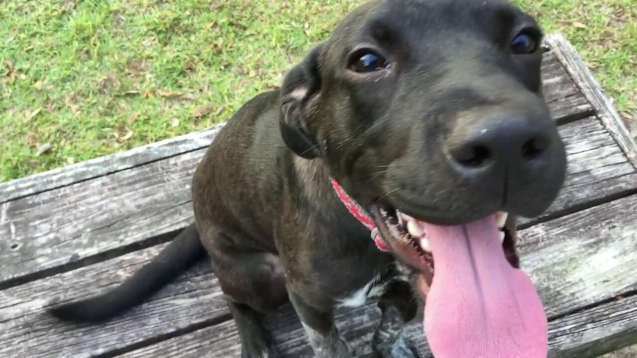 Columbia SC Dog Trainers Dog Obedience Training