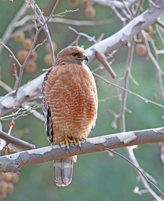 Creature Feature Redshouldered Hawk (Buteo lineatus) Columbus Audubon