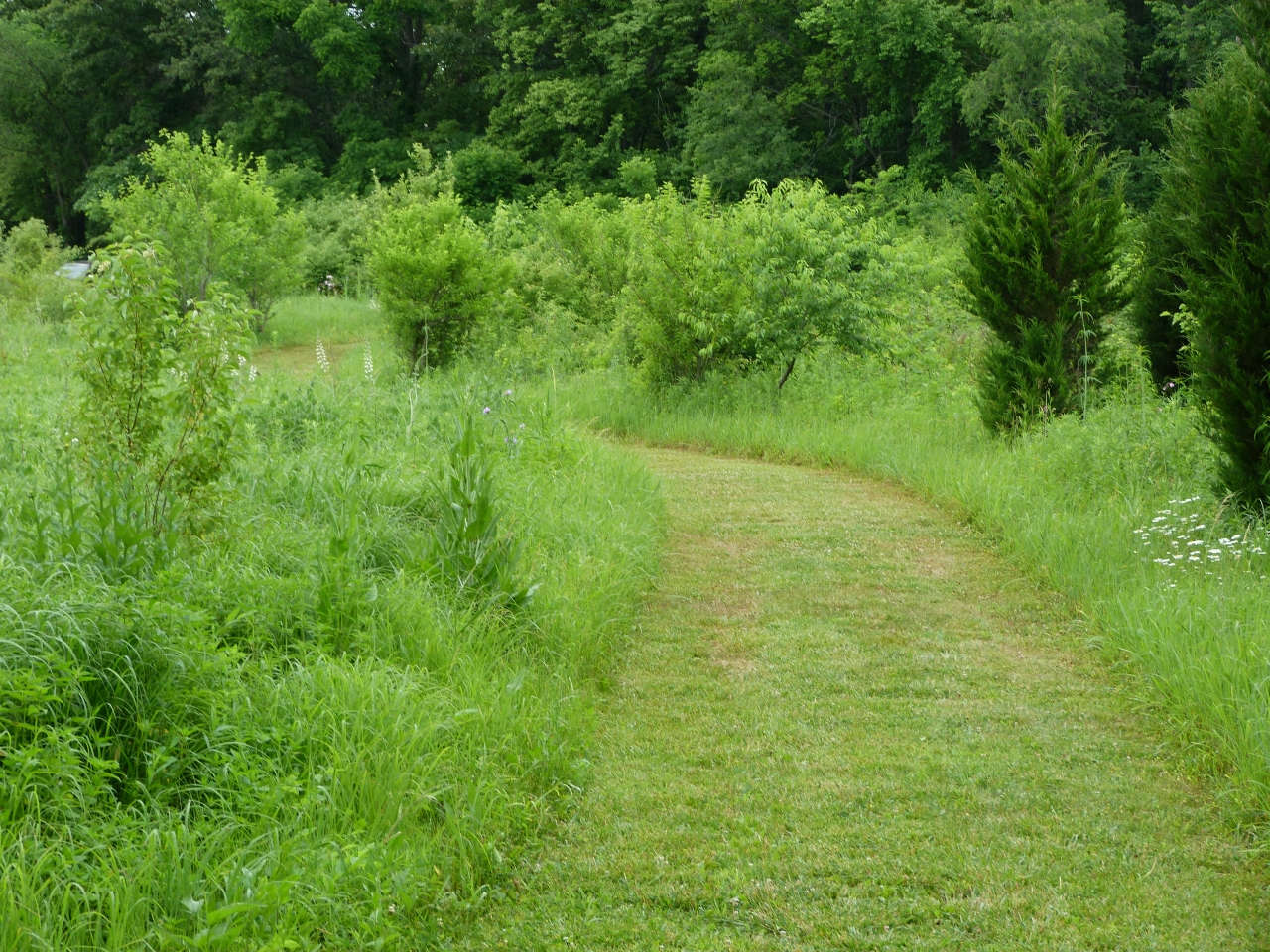 Calamus Swamp A Columbus Audubon Preserve Columbus Audubon