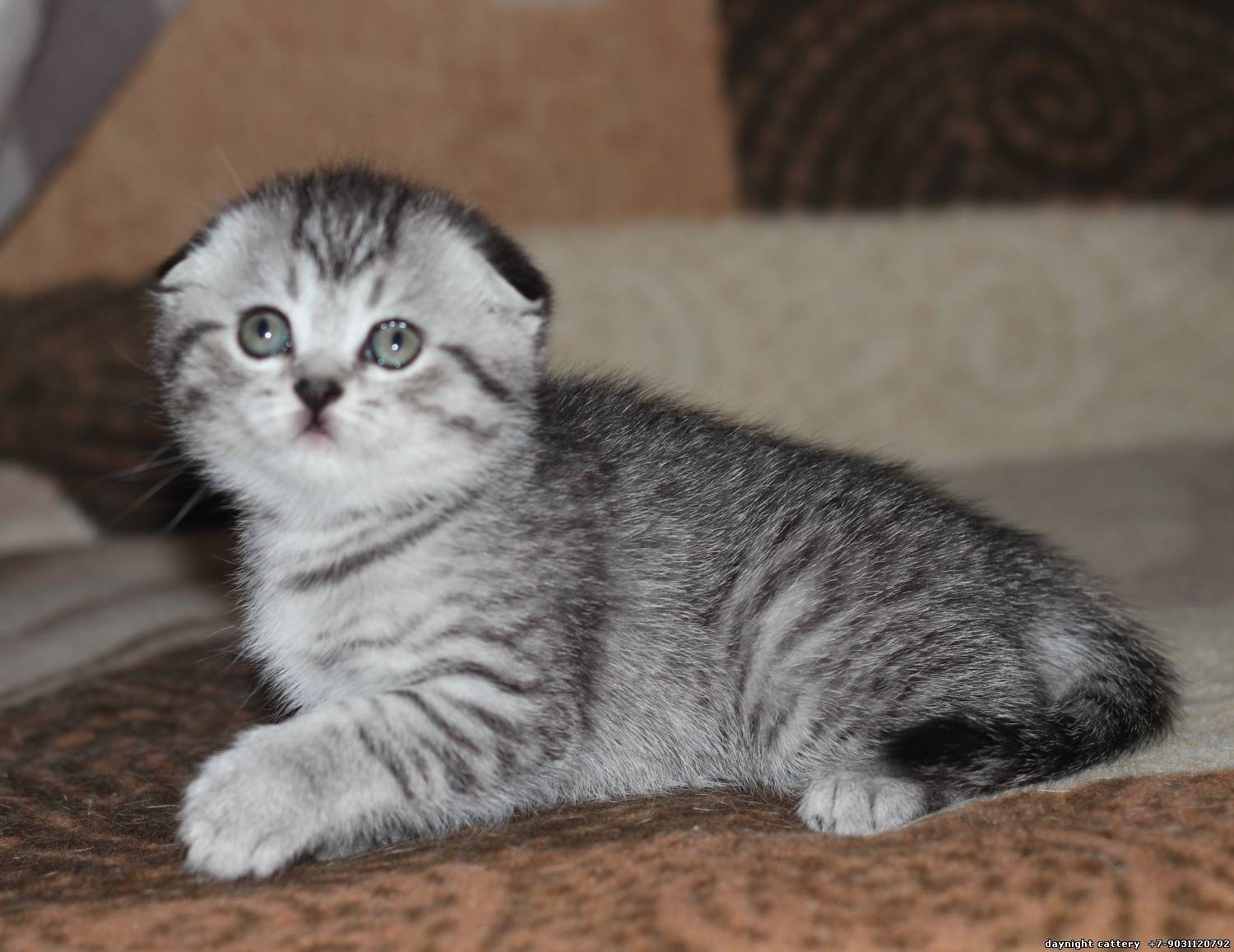 Scottish fold female kitten, silver tabby (sfs ns24) Congratulations