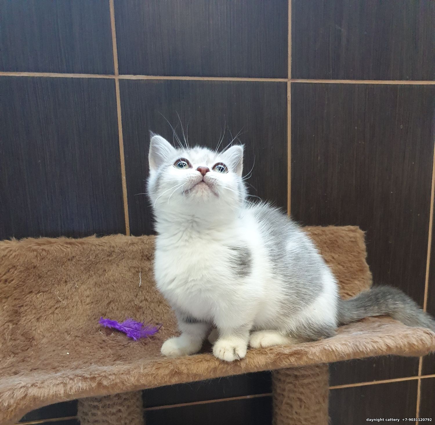 Available silver white female kitty Munchkin and Munchkinfold