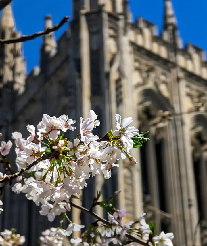 Living in Memphis, TN What is it like Pros and Cons Combadi