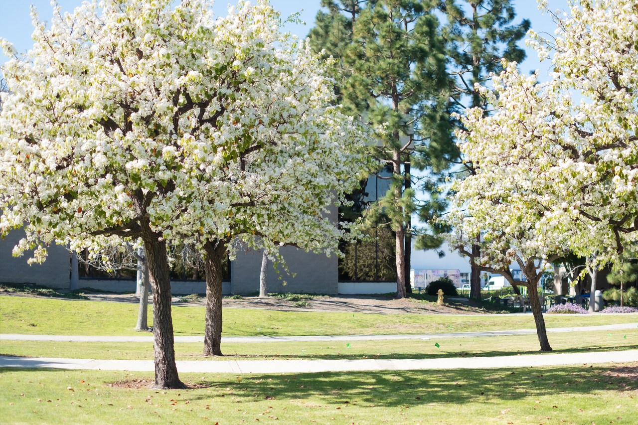 Living In Torrance, CA What Is It Like Pros and Cons Combadi