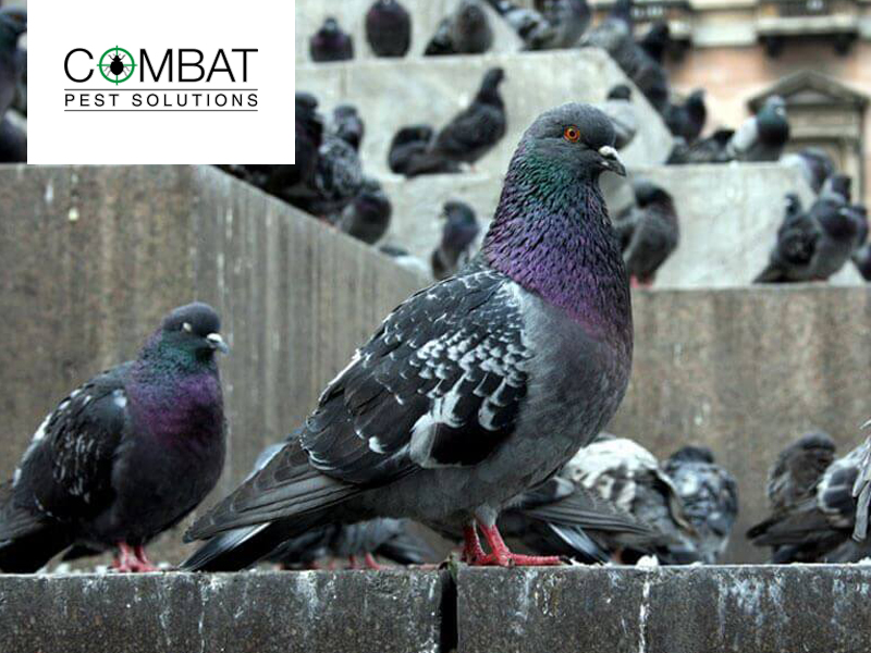 Pest Control Solution in Berkshire, Oxfordshire and Hampshire