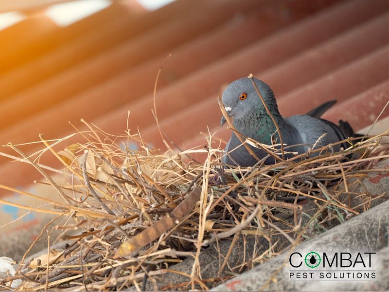 Pest Control Solution in Berkshire, Oxfordshire and Hampshire