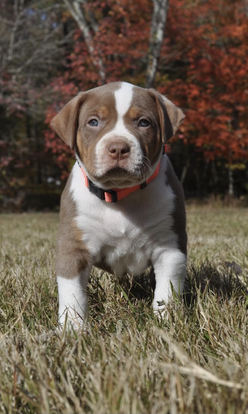 Meet Rage Combine kennels