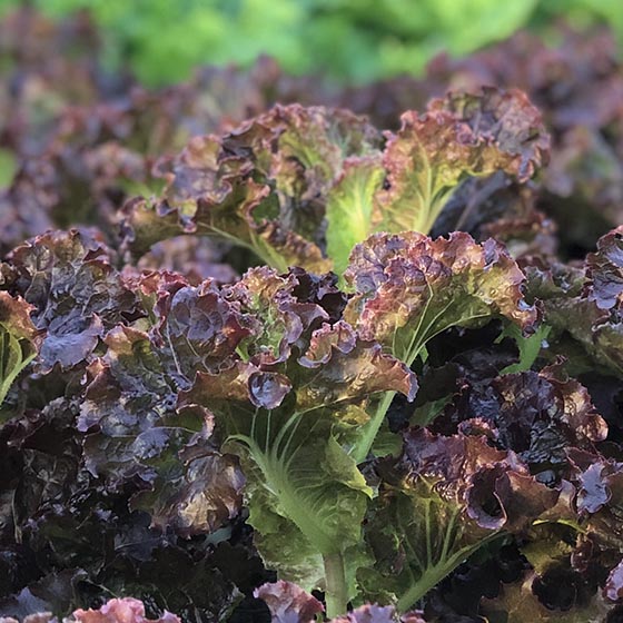 Ruby Red Lettuce Comcrop