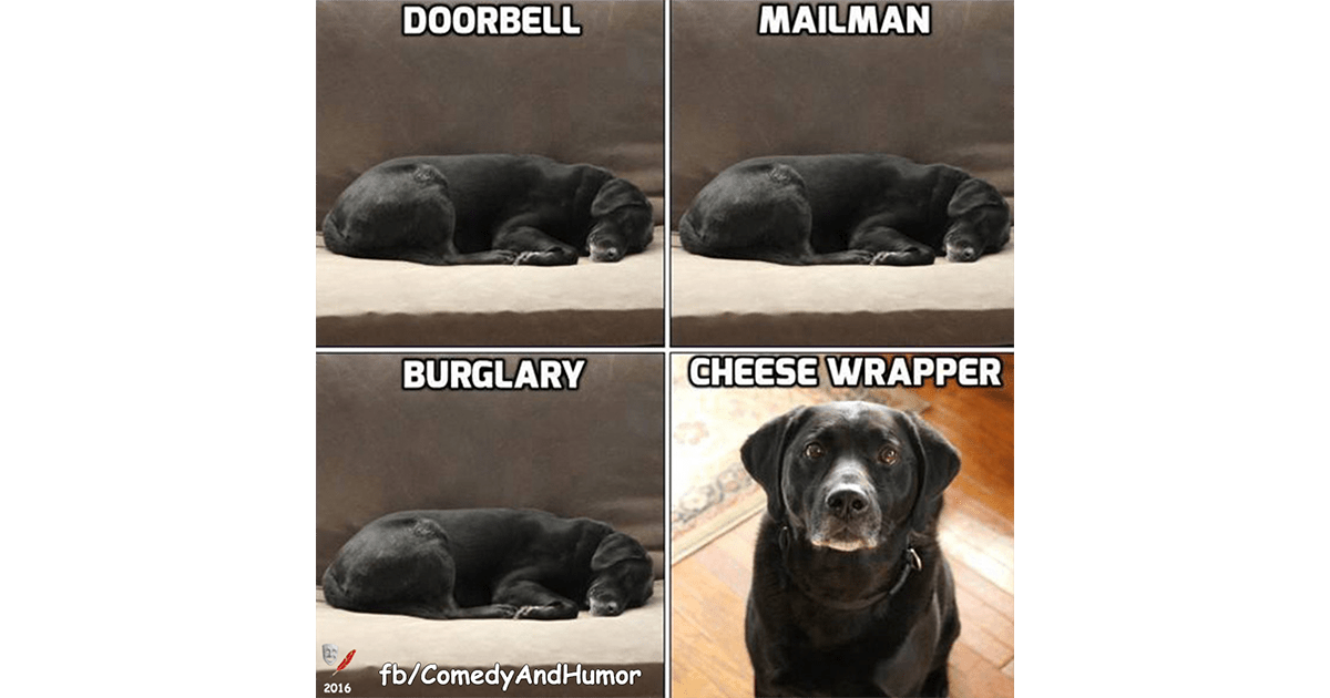 Cheese Wrapper Comedy and Humor