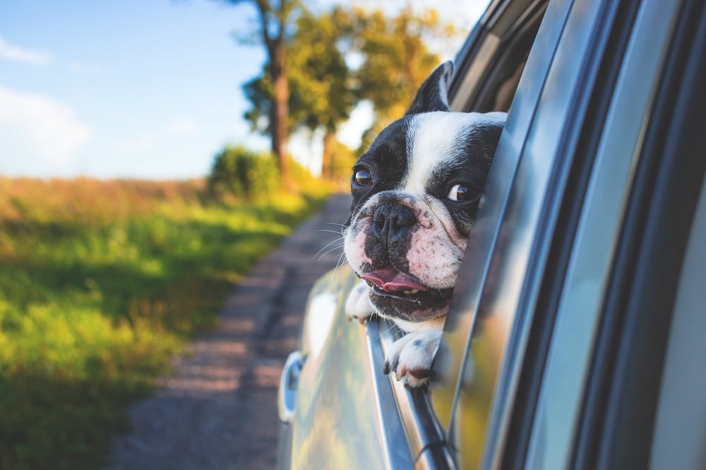 3 Places to Leave Your Dog When on Vacation Come Wag Along