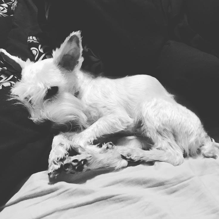 Schnauzer Stealing Hearts Come Wag Along