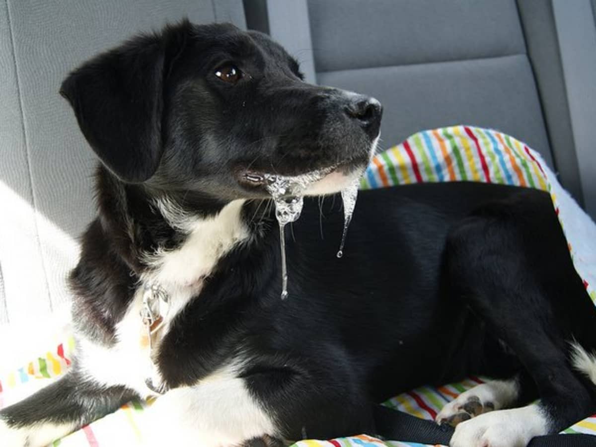 Can Humans Be Allergic To A Dog’s Saliva Comfortable Pet Life