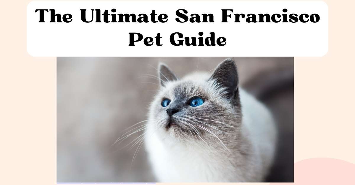 The Ultimate San Francisco Pet Guide The Comforted Kitty Cat Sitting(04)