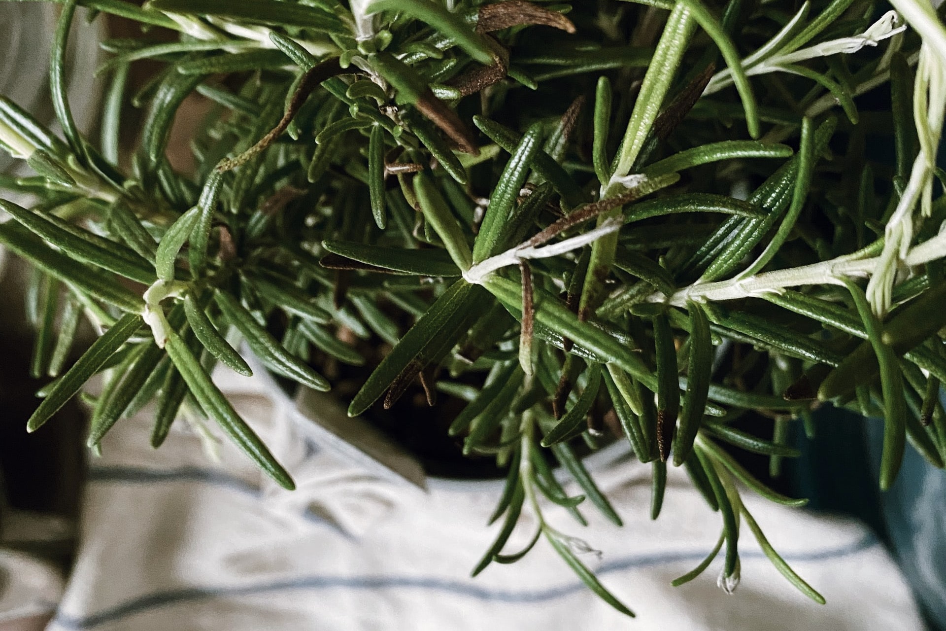 How to Propagate Rosemary A Complete Guide for Beginners