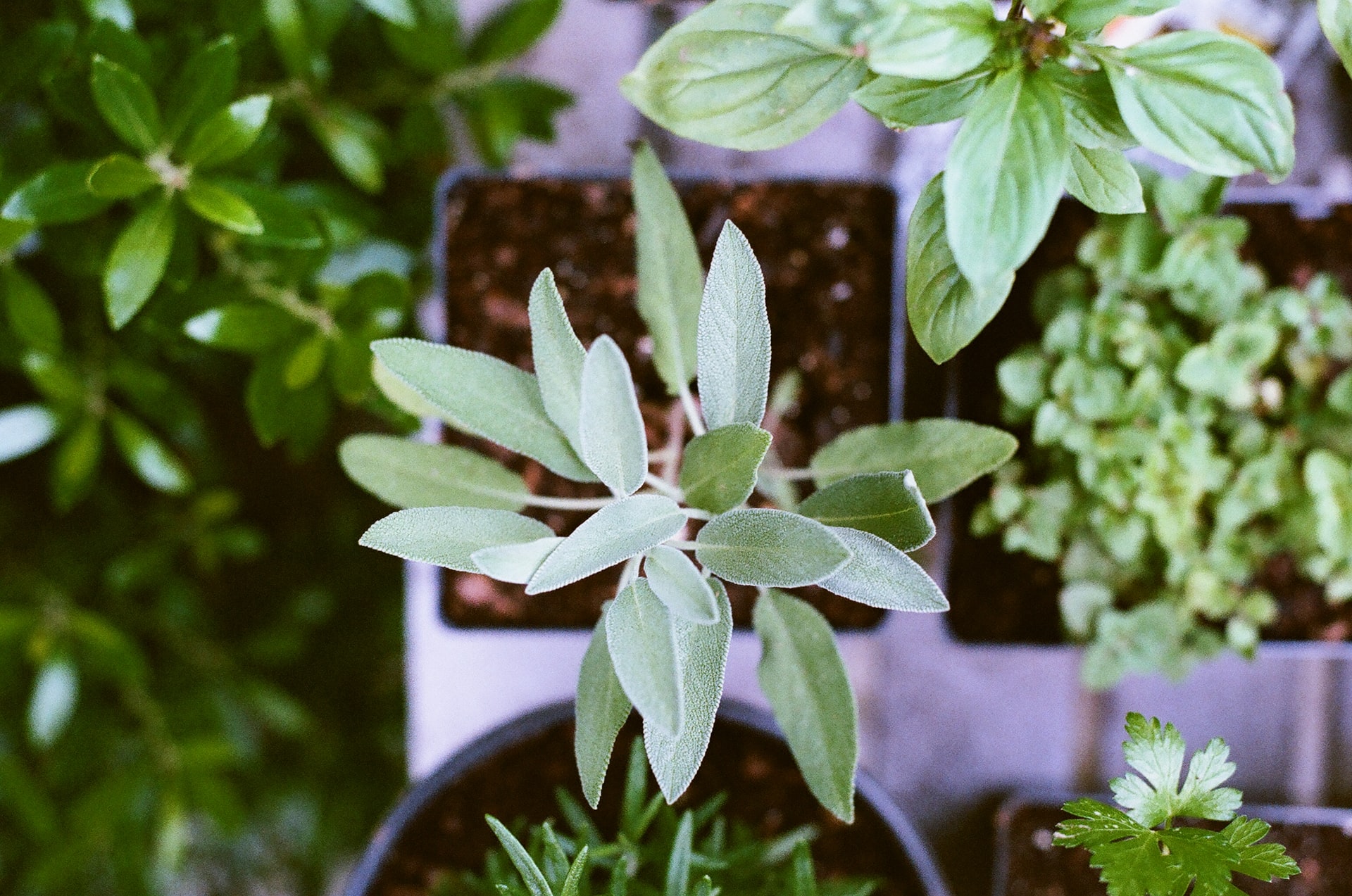 How to Grow Sage Indoors for Delicious Herbs All Year Long