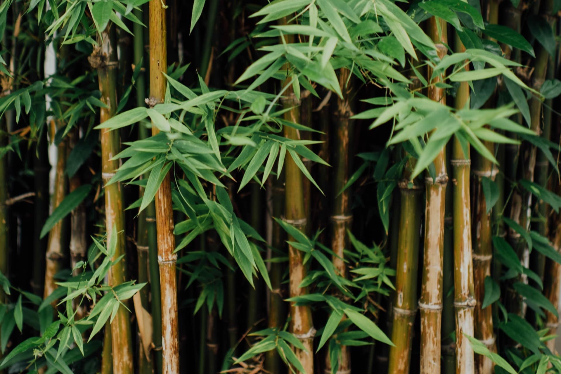 How to Stop Bamboo from Growing Effective Solutions