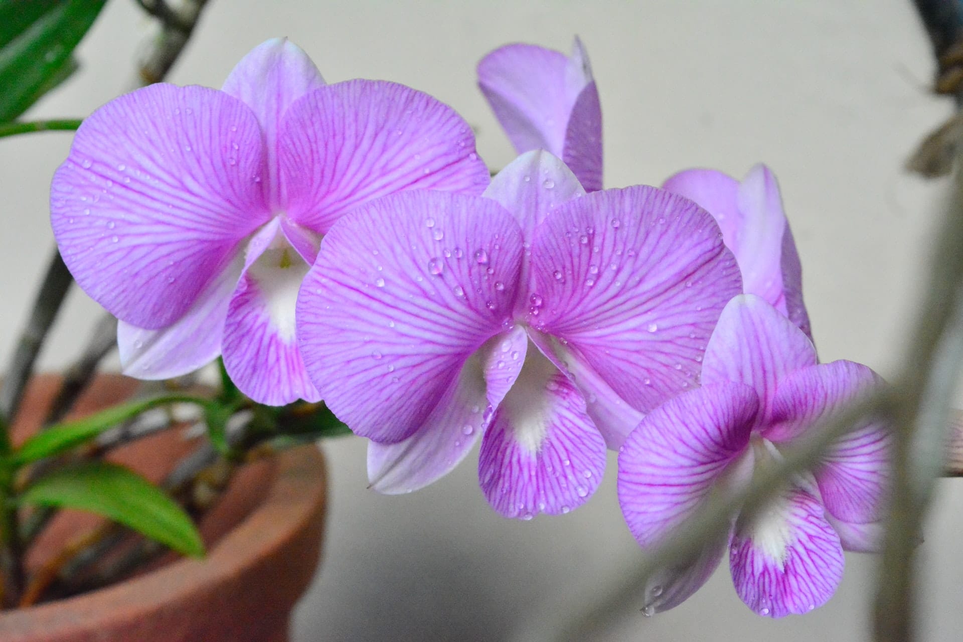 How to Repot an Orchid A Complete Guide