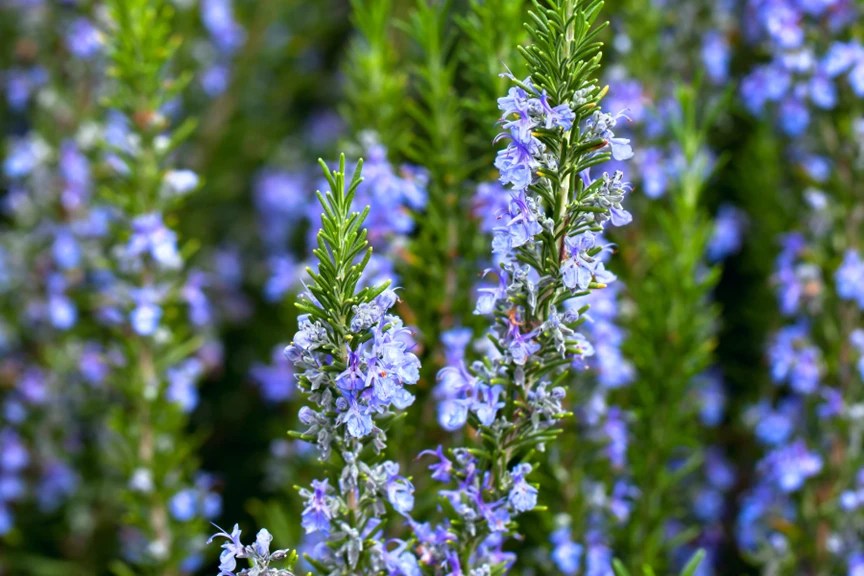 Choose the Right Companion Plant for Your Rosemary Garden