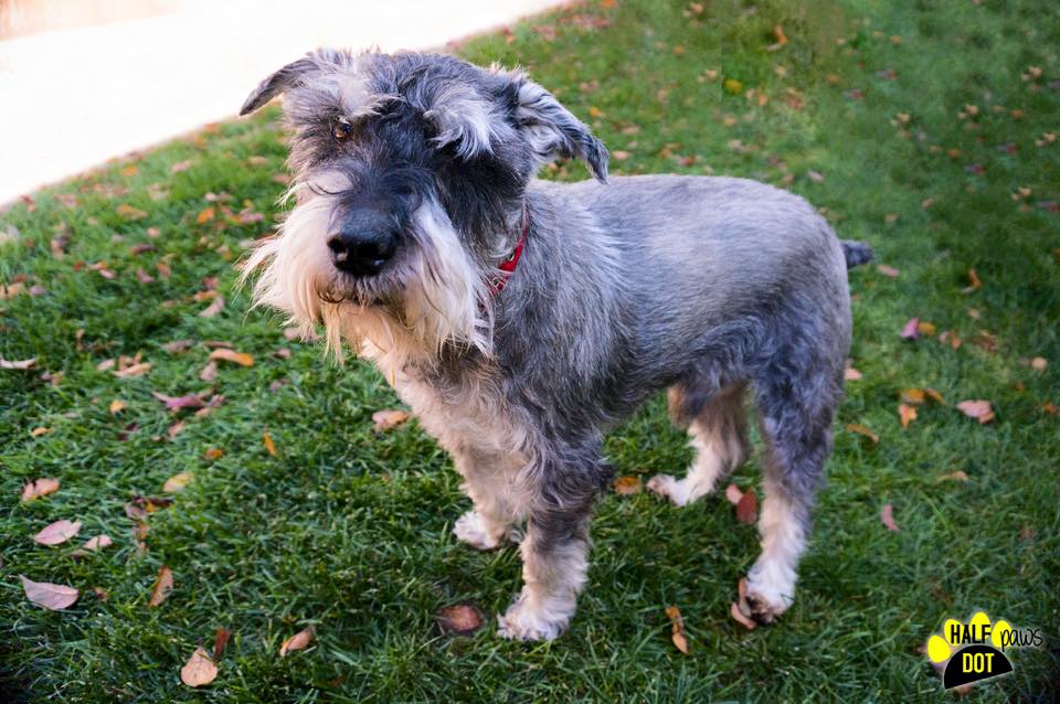 Adopt Charlie a fun attentionseeker Colorado Mini Schnauzer Rescue